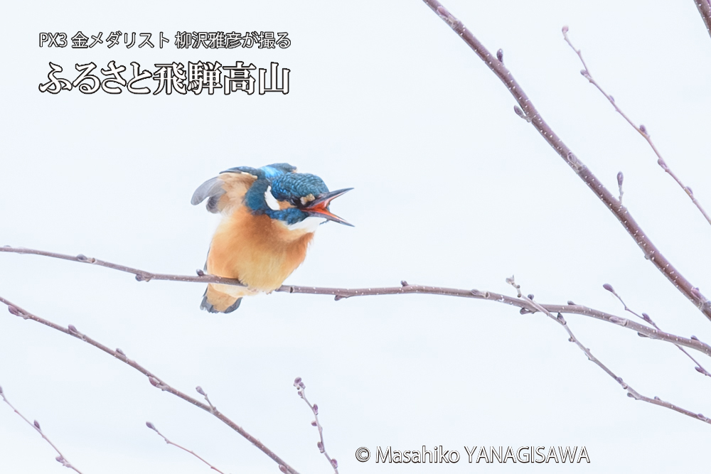 飛騨高山に棲むカワセミの写真です。