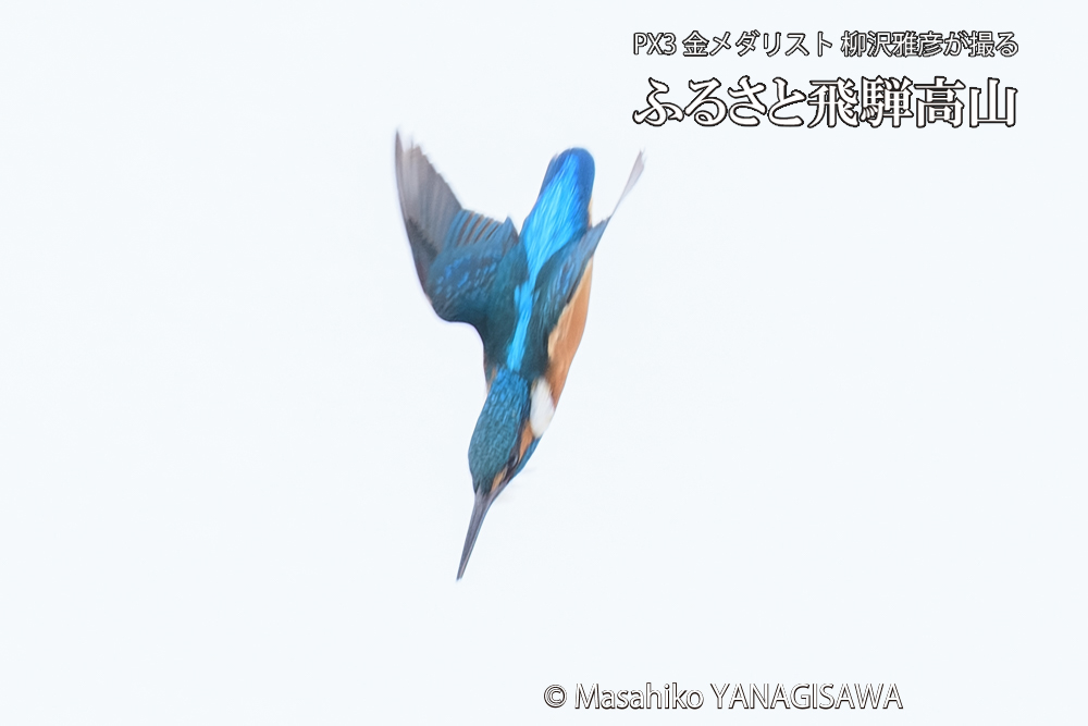 飛騨高山に棲むカワセミの写真です。