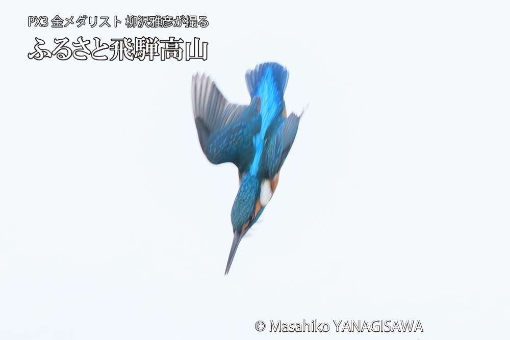 飛騨高山に棲むカワセミの写真です。