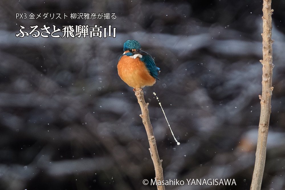 飛騨高山に棲むカワセミの写真です。