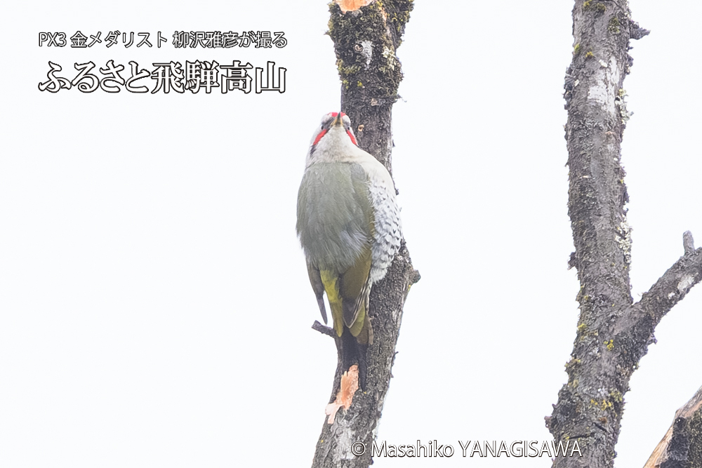 飛騨高山に棲むアオゲラの写真です。