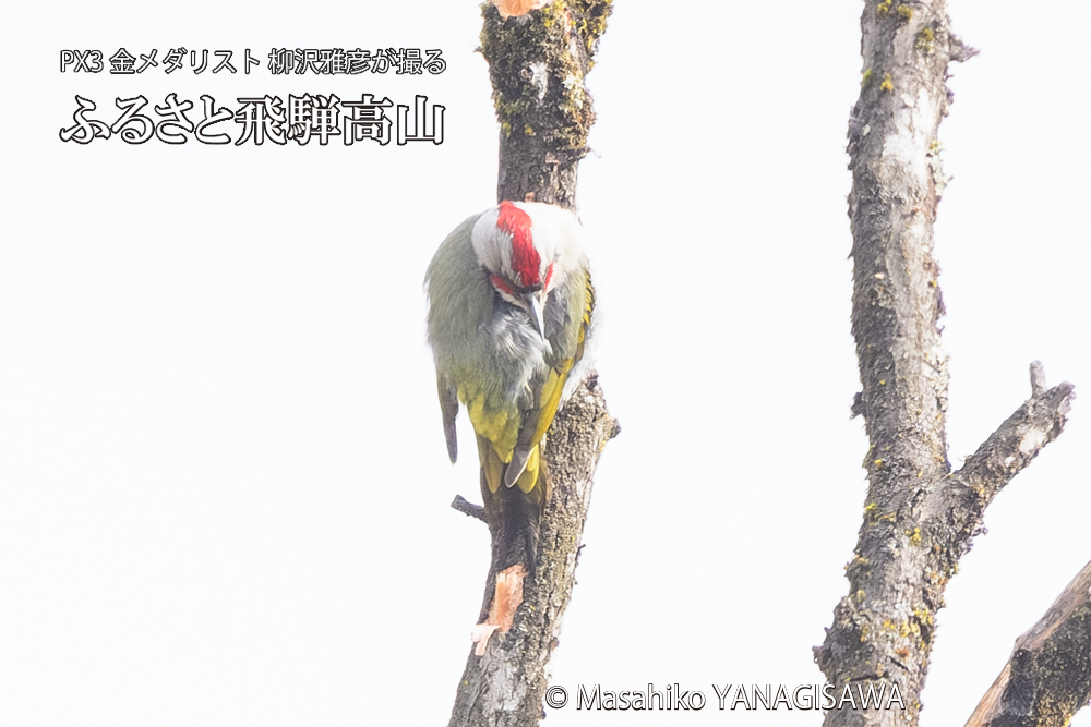 飛騨高山に棲むアオゲラの写真です。