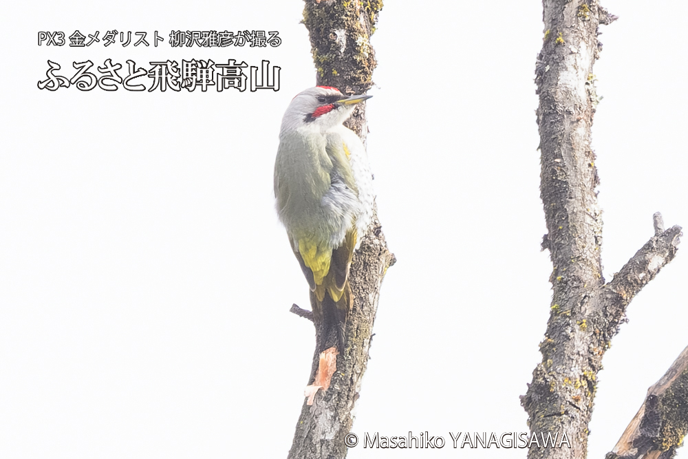飛騨高山に棲むアオゲラの写真です。