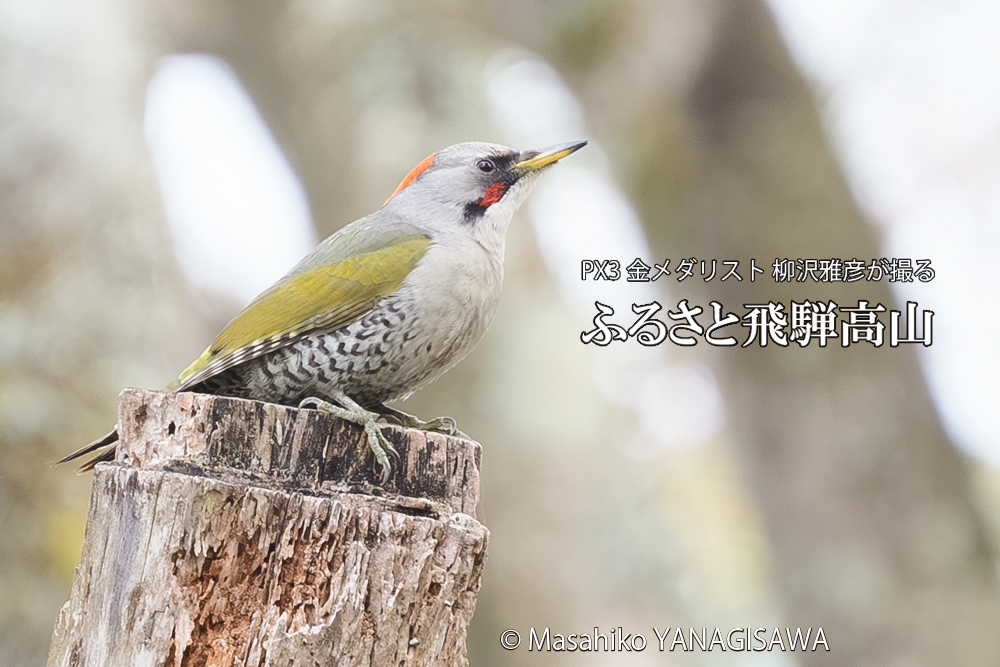 飛騨高山に棲むアオゲラの写真です。