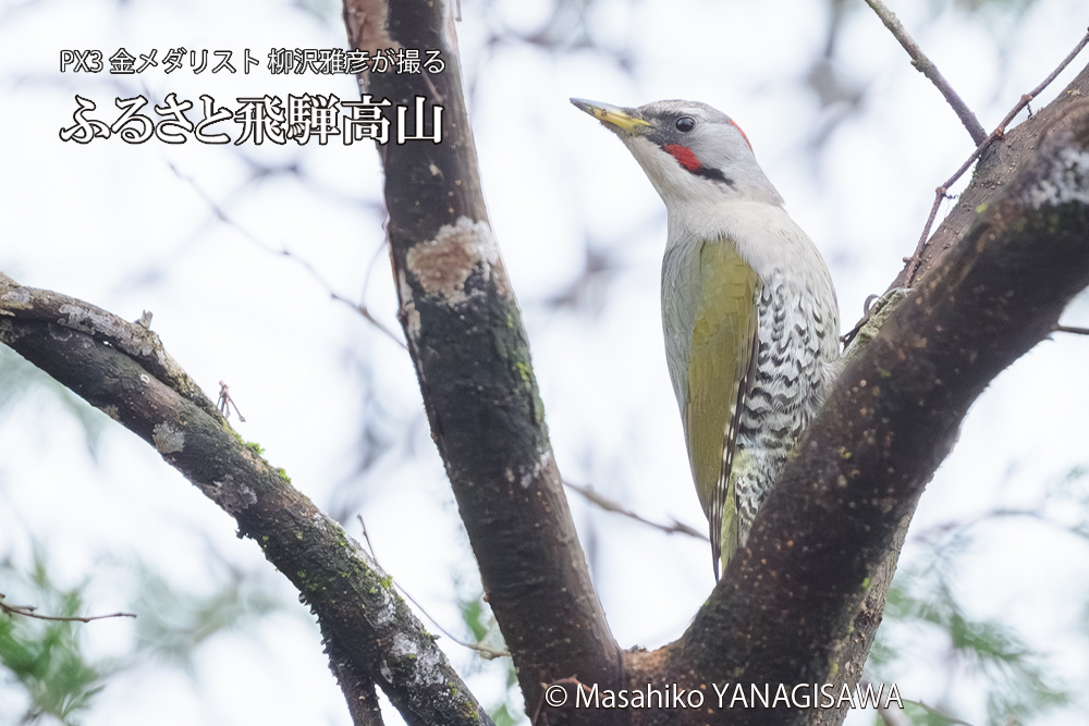 飛騨高山に棲むアオゲラの写真です。