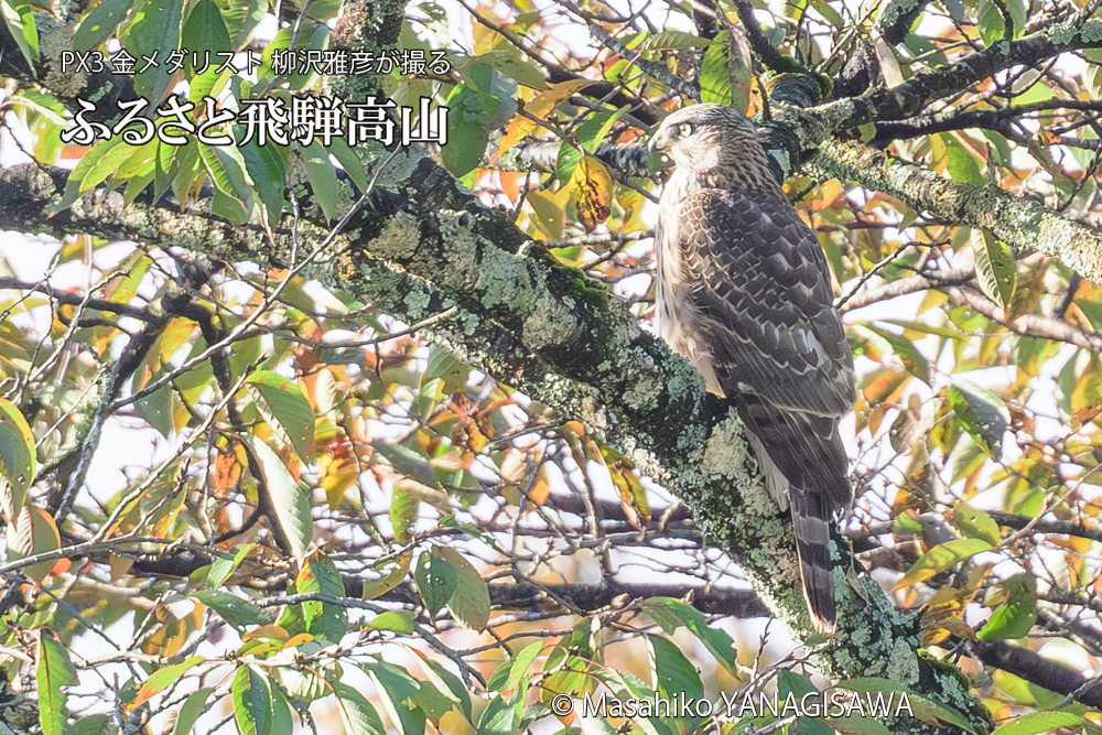 飛騨高山に棲むオオタカの写真です。