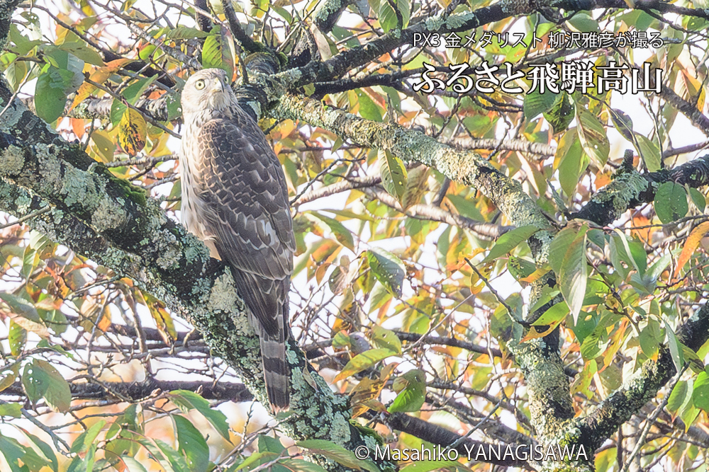 飛騨高山に棲むオオタカの写真です。