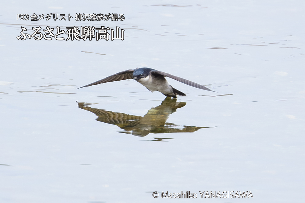 飛騨高山に棲むツバメの写真です。