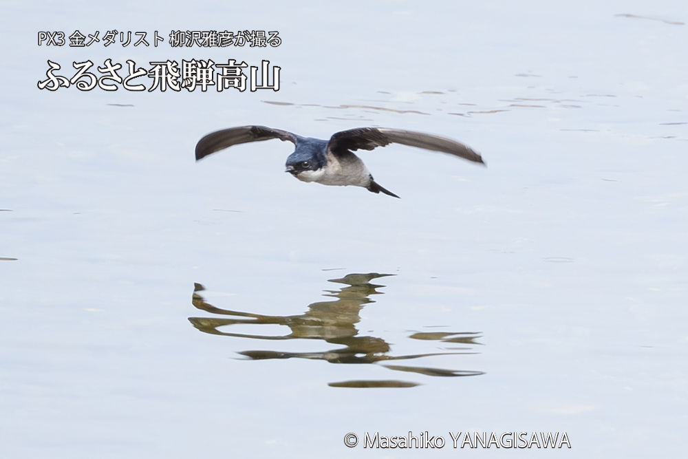 飛騨高山に棲むツバメの写真です。