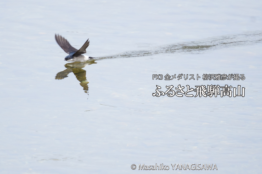 飛騨高山に棲むツバメの写真です。