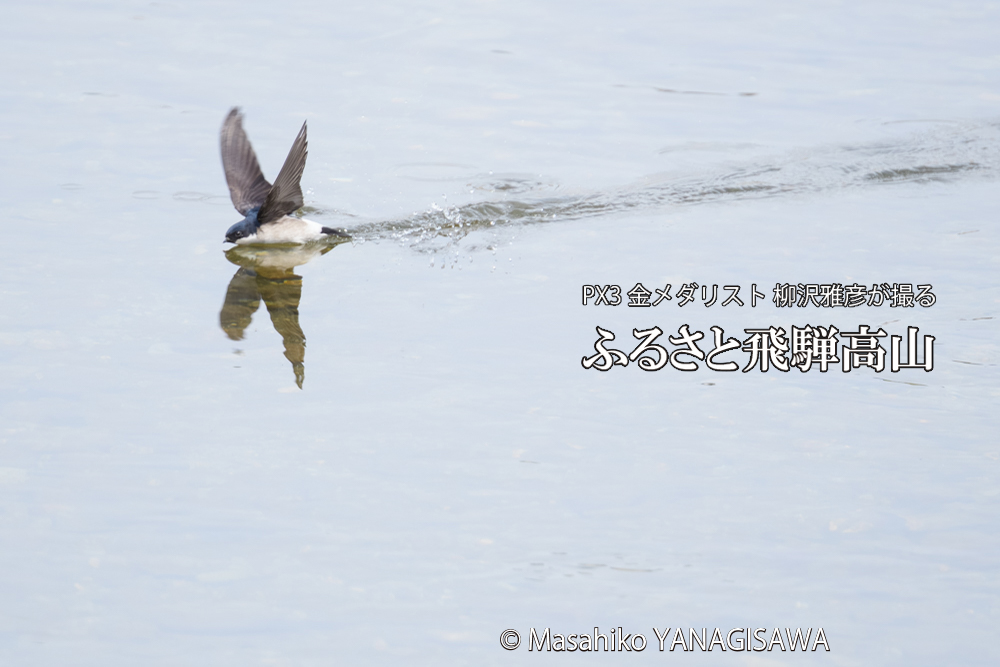 飛騨高山に棲むツバメの写真です。
