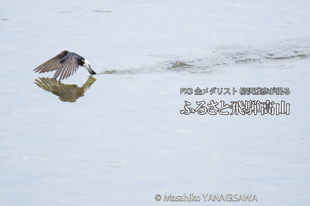 飛騨高山に棲むツバメの写真です。