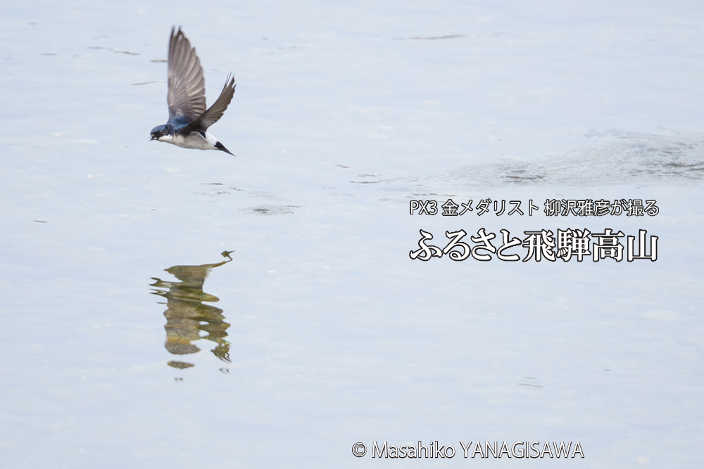 飛騨高山に棲むツバメの写真です。