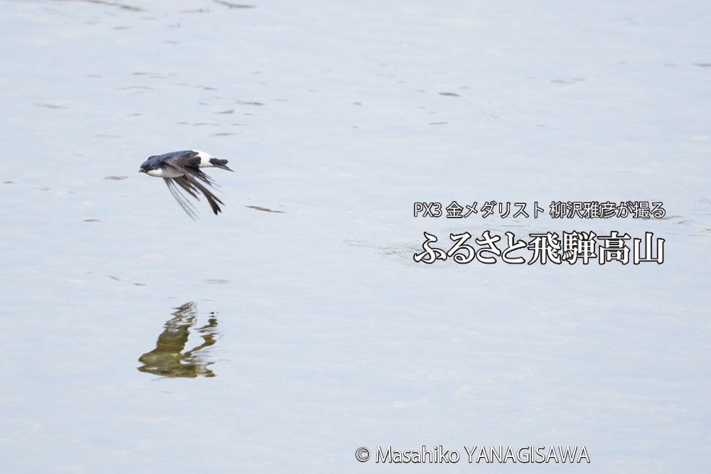飛騨高山に棲むツバメの写真です。