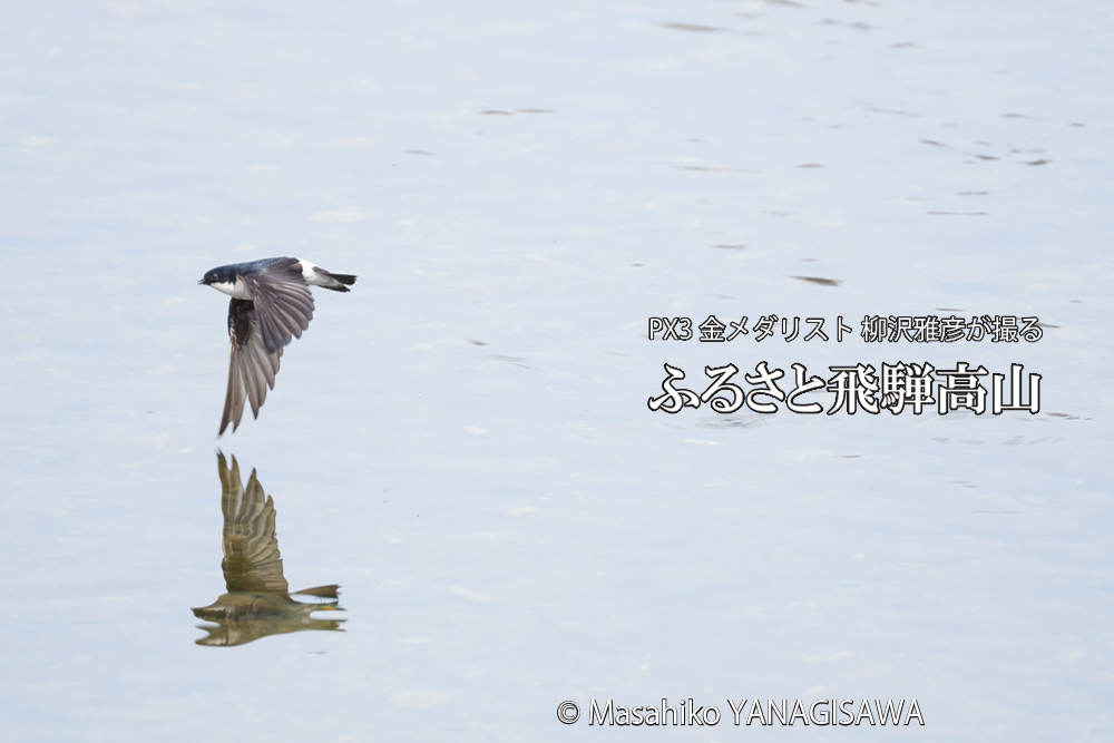 飛騨高山に棲むツバメの写真です。
