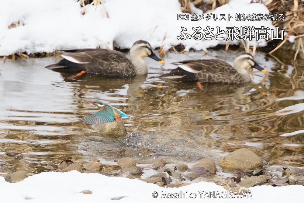 飛騨高山に棲むカワセミとカルガモの写真です。