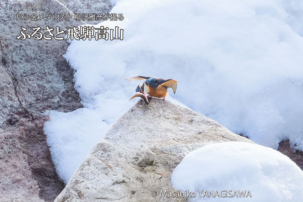 飛騨高山に棲むカワセミ雌の写真です。