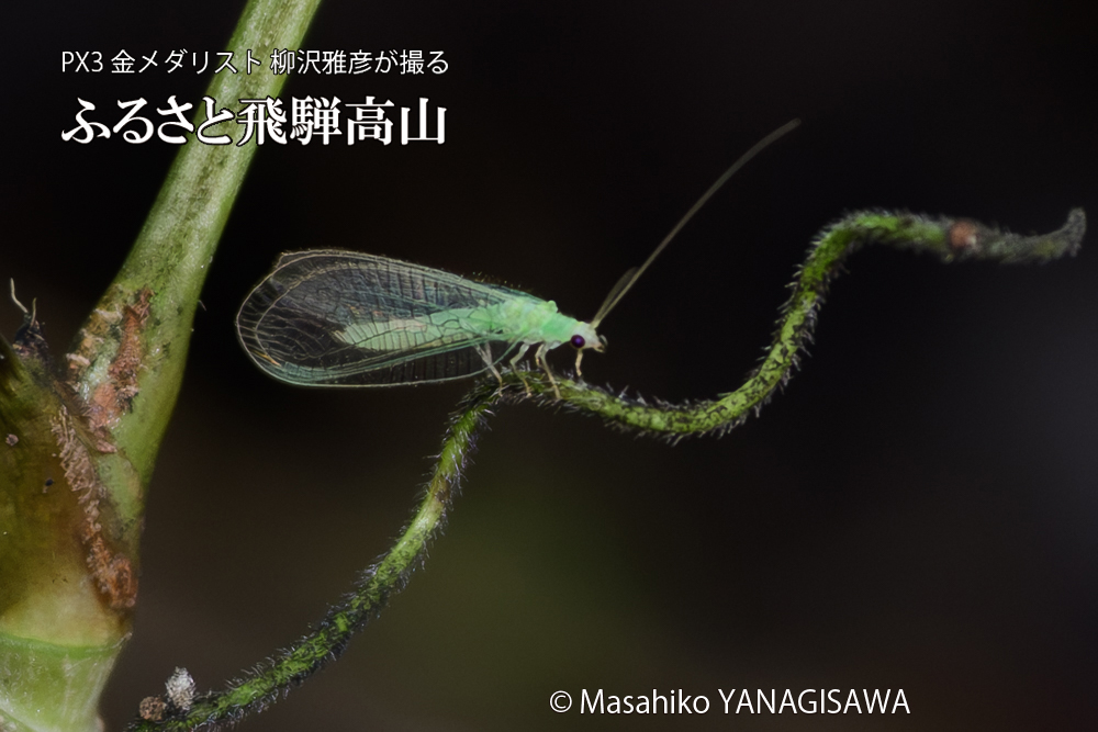飛騨高山に棲むクサカゲロウの写真です。