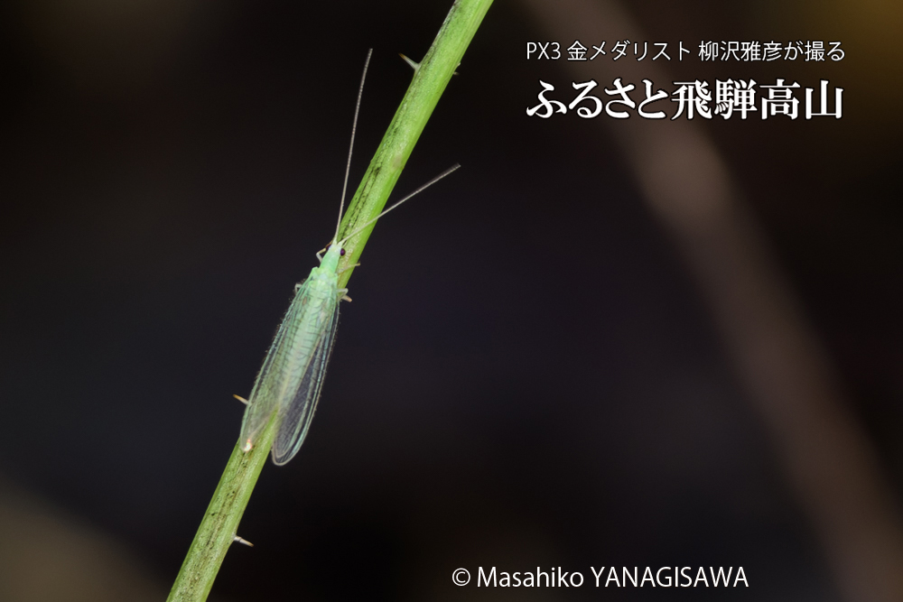 飛騨高山に棲むクサカゲロウの写真です。