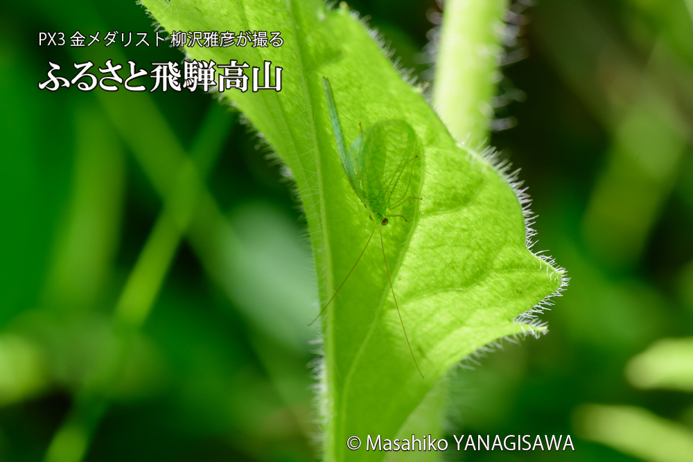 飛騨高山に棲むクサカゲロウの写真です。