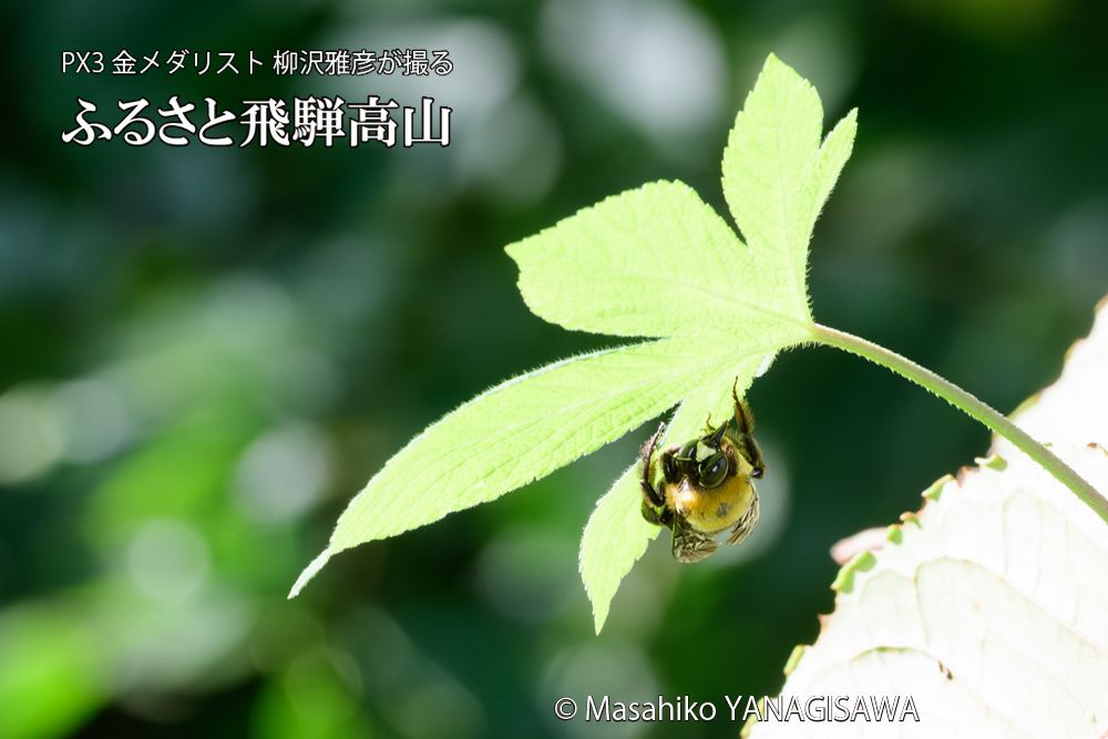 飛騨高山に棲むクマバチの写真です。