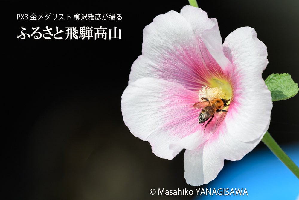 飛騨高山に棲むクマバチの写真です。